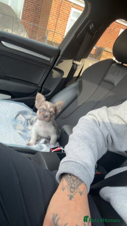 French Bulldog dogs French bulldog pup - Advert 1