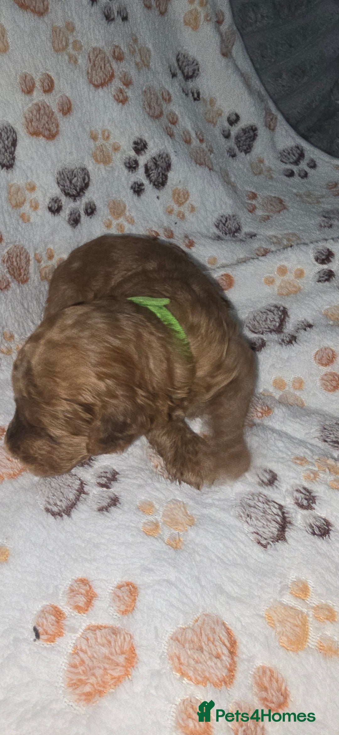 Cockapoo dogs for sale: 7 absolutely adorable cockapoo pups!  - Advert 16
