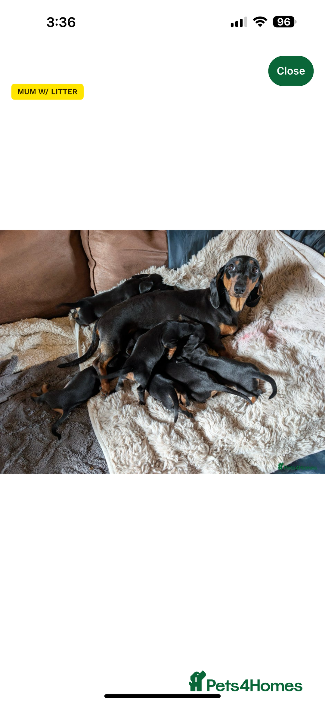 Dachshund dogs for sale: Female dachshund  - Advert 3