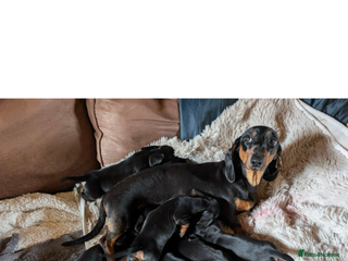 Dachshund dogs Female dachshund - Advert 3