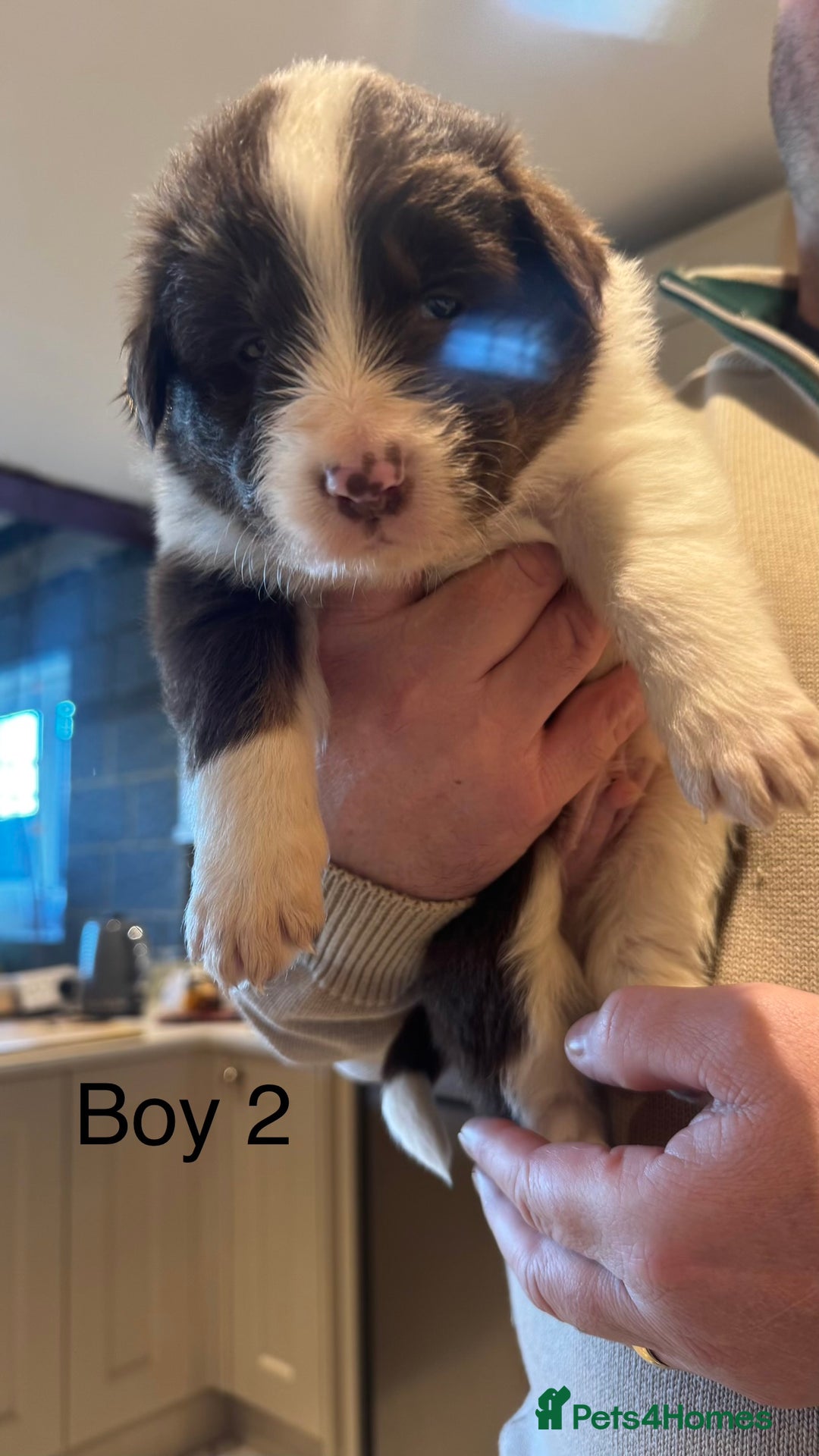 Border Collie dogs for sale: Beautiful Red tri pups  - Advert 11