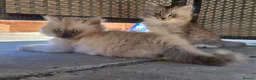 Siberian cats for sale: Siberian kittens 2 boys - Advert 1