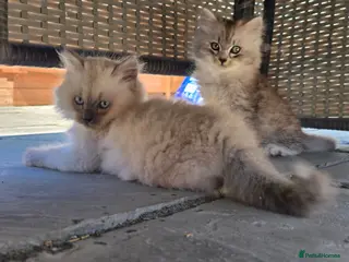 Siberian cats Siberian kittens 2 boys - Advert 2