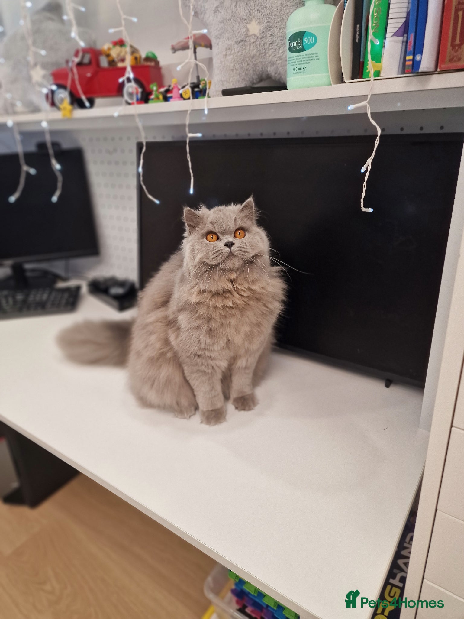 British Longhair cats Amasing  GCCF active British Longhair Blue  - Advert 1