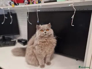 British Longhair cats for sale: Amasing GCCF active British Longhair Blue - Advert 1