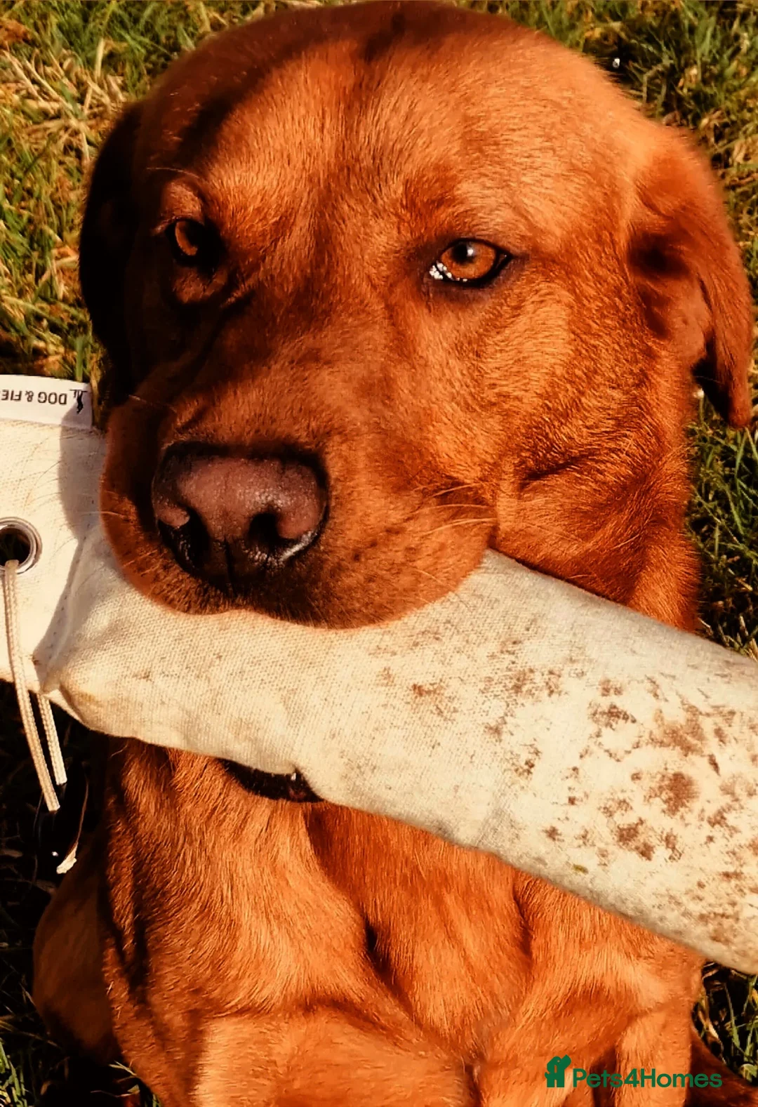 Labrador Retriever dogs for stud: FTCH SIRED KC DEEP FOX RED LABRADOR STUD - Advert 2