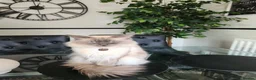 Ragdoll cats for sale: Beautiful ragdolls  - Advert 7