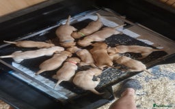 Labrador Retriever dogs for sale: Labrador pups - Image 3