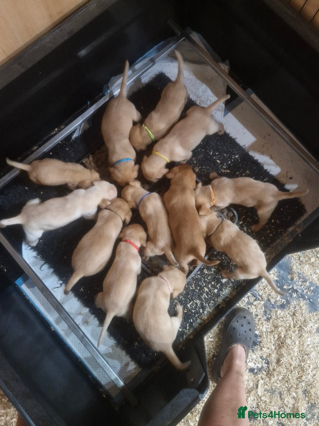Labrador Retriever dogs for sale: Labrador pups - Image 3