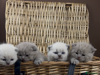 British Shorthair cats - Advert 8