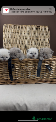 British Shorthair cats - Advert 2