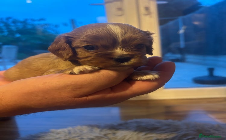 Cavalier King Charles Spaniel dogs - Advert 3