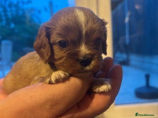 Cavalier King Charles Spaniel dogs - Advert 26