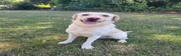 Labrador Retriever dogs for sale: 7 beautiful working Labrador puppies. in Warrington - Advert 6