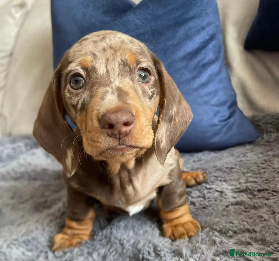 Miniature Dachshund dogs for sale: Big and Bulky Miniature Dachshund puppies. in Lancaster - Advert 2