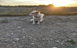 Mixed Breed dogs for adoption: Beautiful and Gentle NIVA - for a Loving Home - Image 16