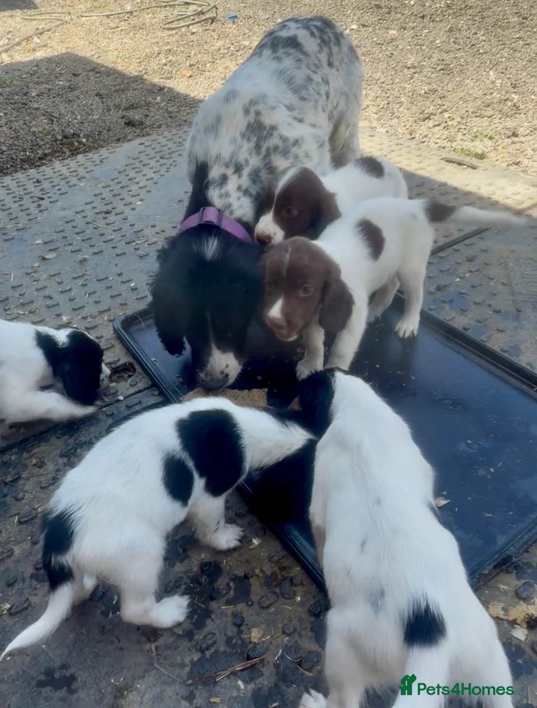 Sprocker dogs for sale: Sprocker puppys - Advert 14