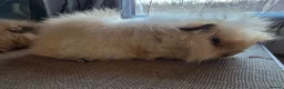 Guinea Pig rodents for sale: 2 Swiss Guinea pigs brothers in Great Yarmouth - Advert 3