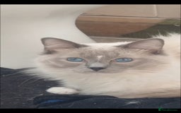 Ragdoll cats for sale: Adult male ragdoll for rehoming  - Image 2