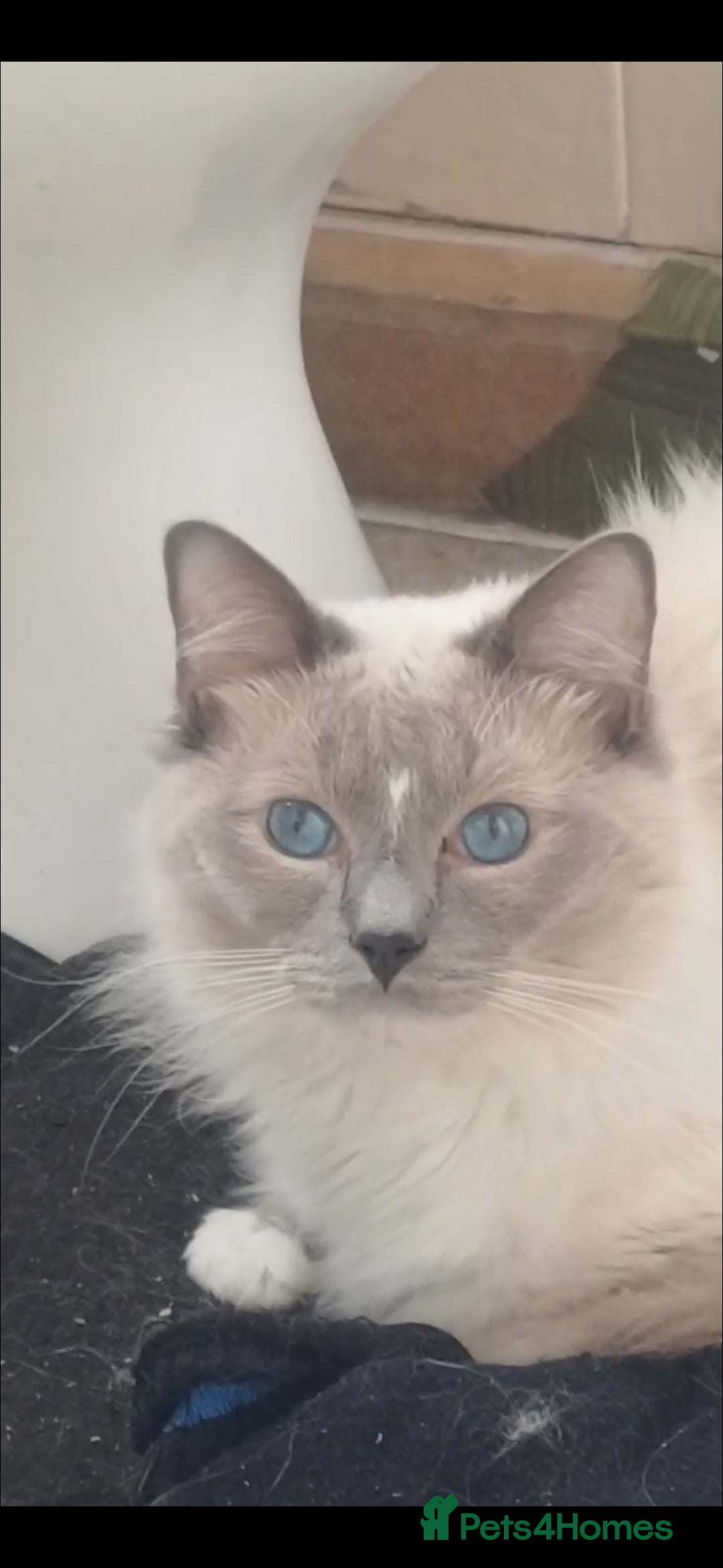 Ragdoll cats for sale: Adult male ragdoll for rehoming  - Image 2
