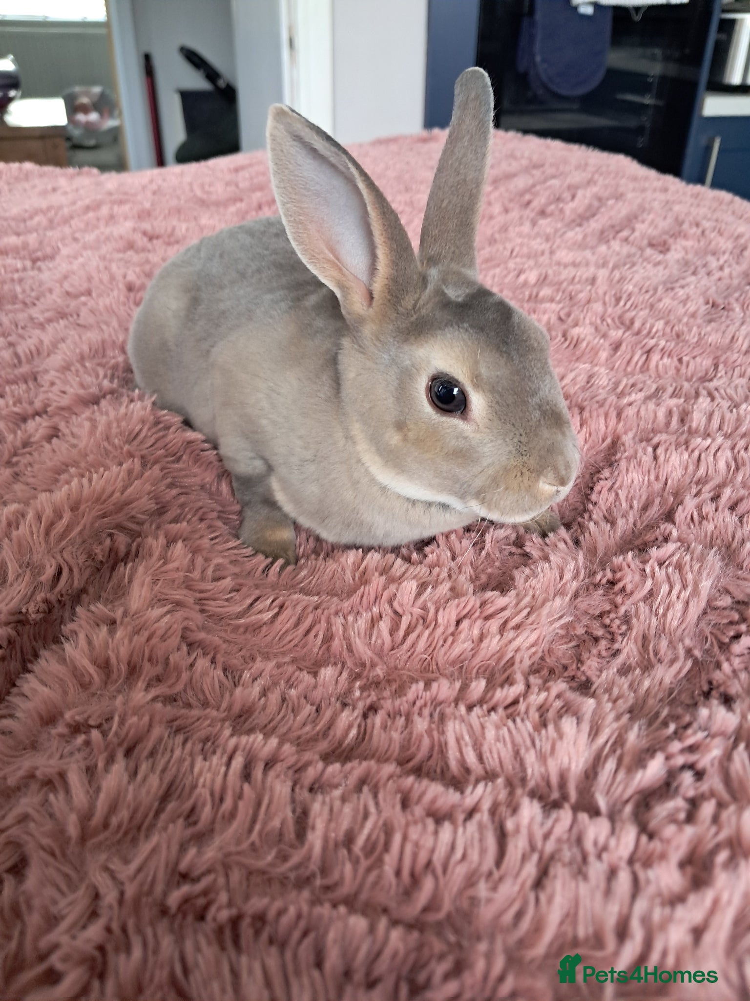 Rex rabbits Mini rex kits and plush lop adult - Advert 20