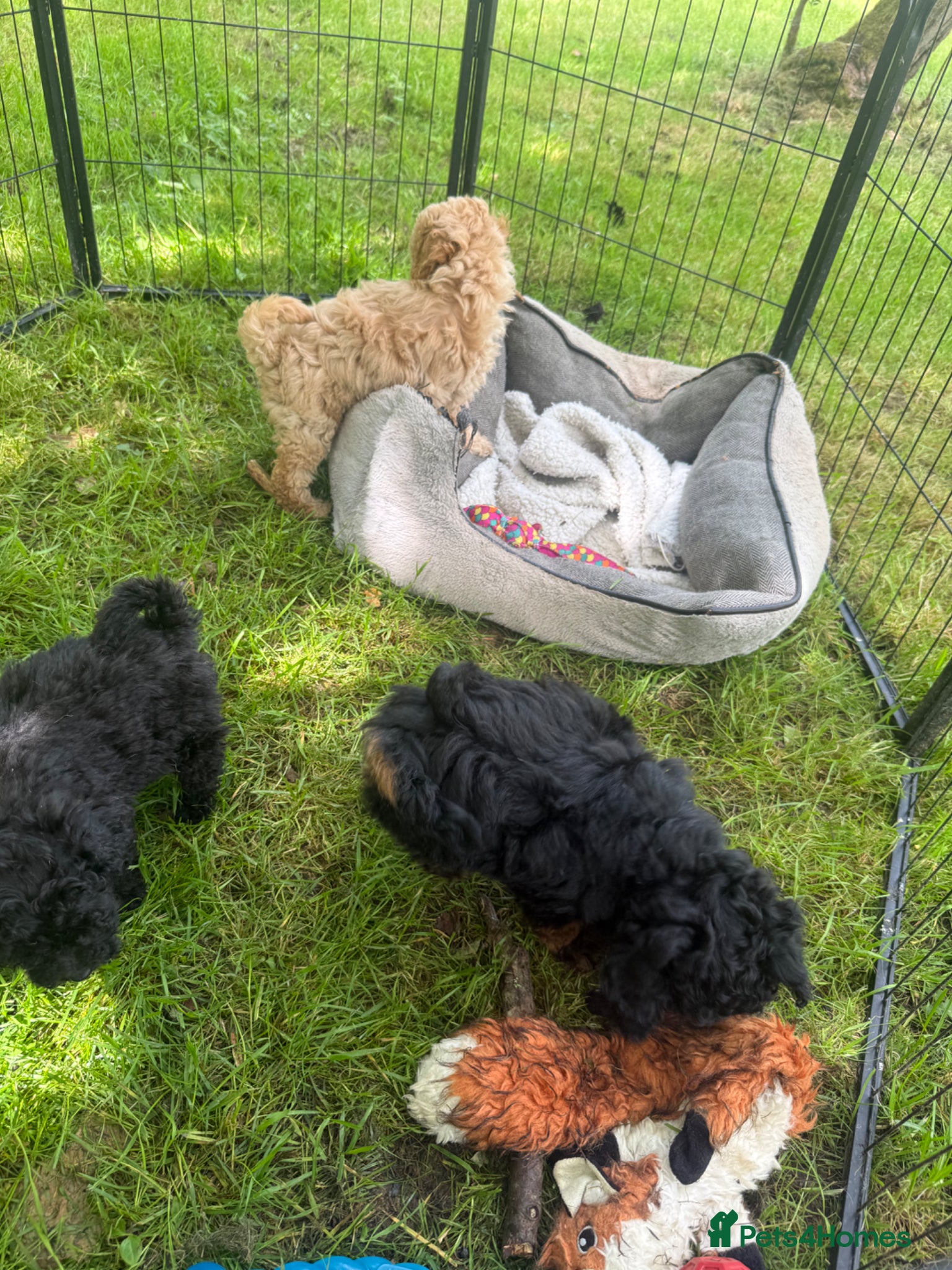Mixed Breed dogs  STUNNING RARE  PHANTOM TOY X MINITURE POODLE - Advert 1