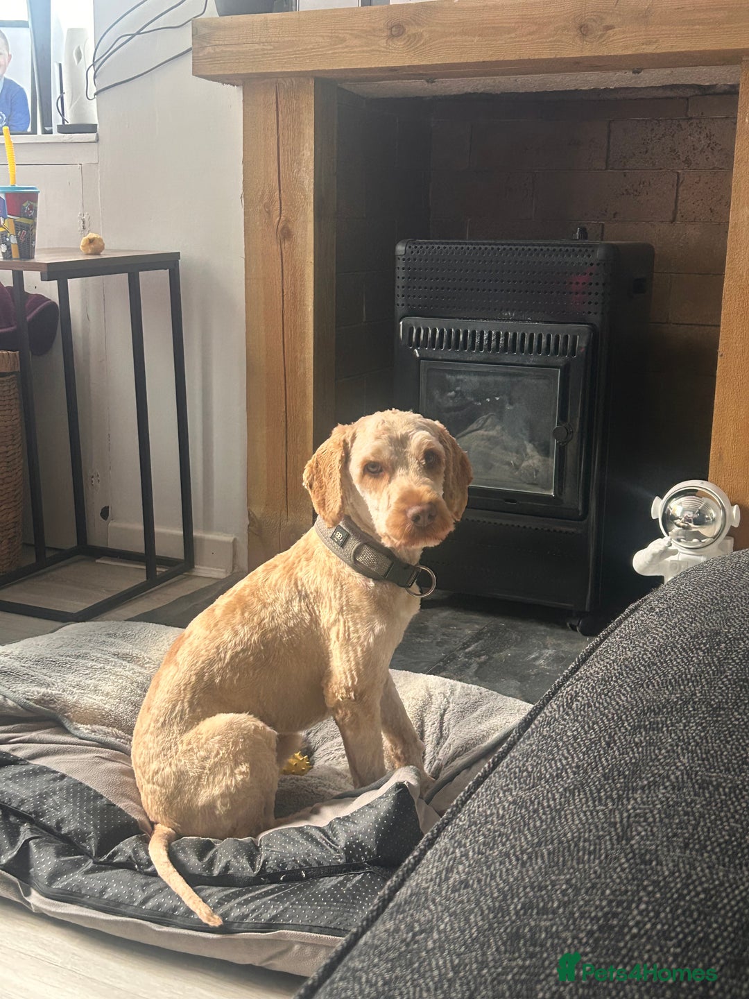 Cockapoo dogs for sale: 1 year old Cockerpoo - Image 4