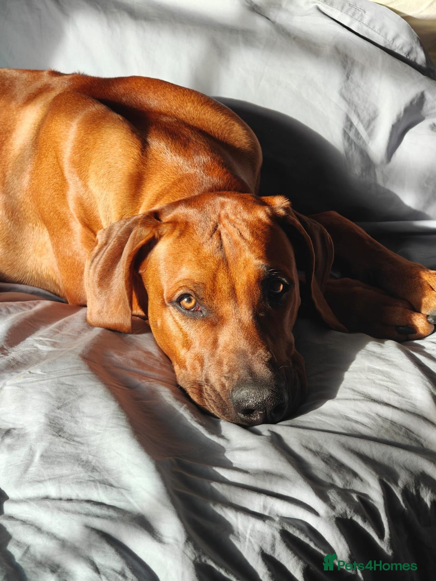 Rhodesian Ridgeback dogs Beautiful Boy 7 month Pure Breed  - Advert 2