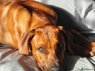 Rhodesian Ridgeback dogs Beautiful Boy 7 month Pure Breed - Advert 1