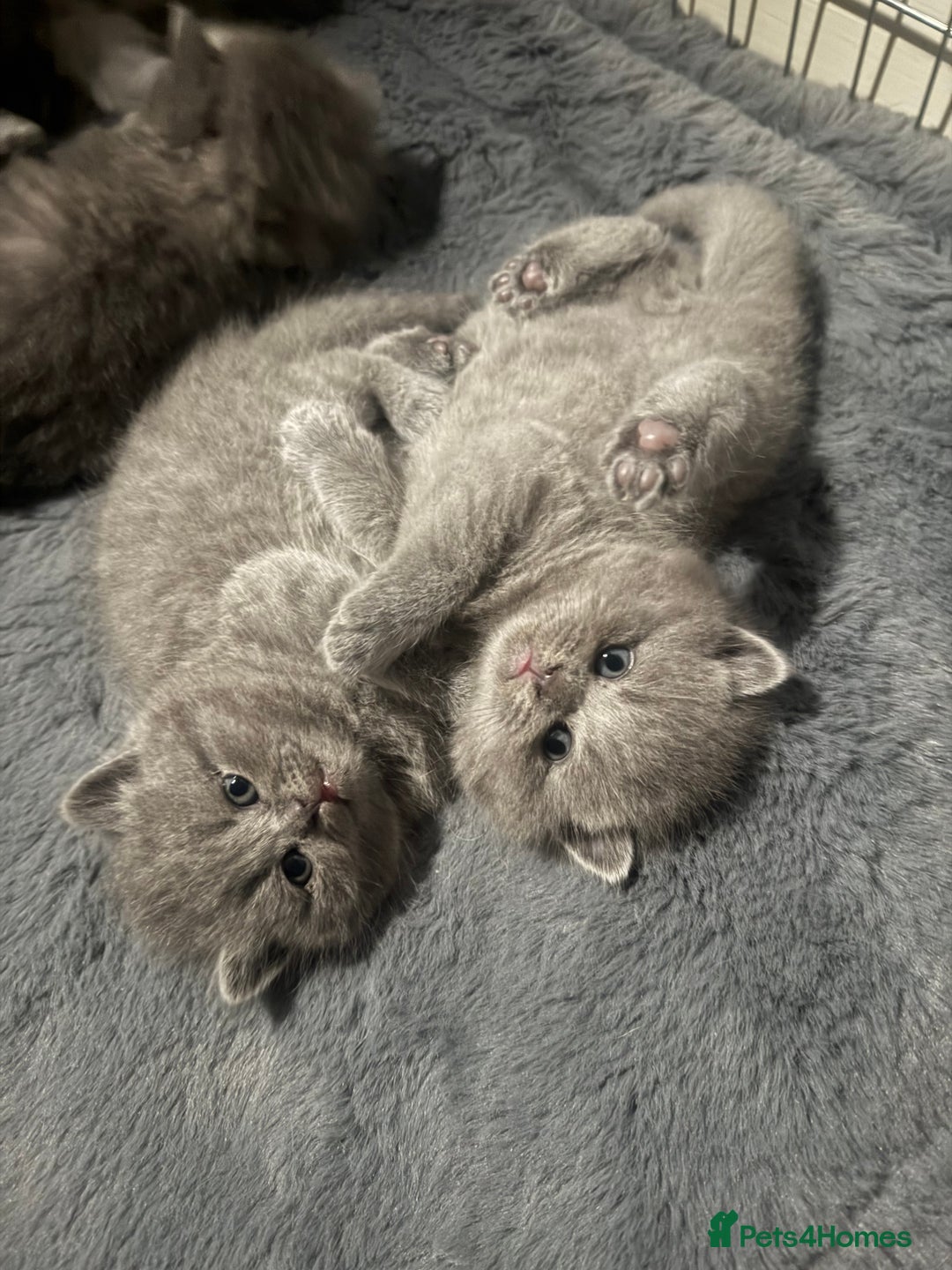 Scottish Fold cats for sale: Scottish fold kittens  - Advert 33