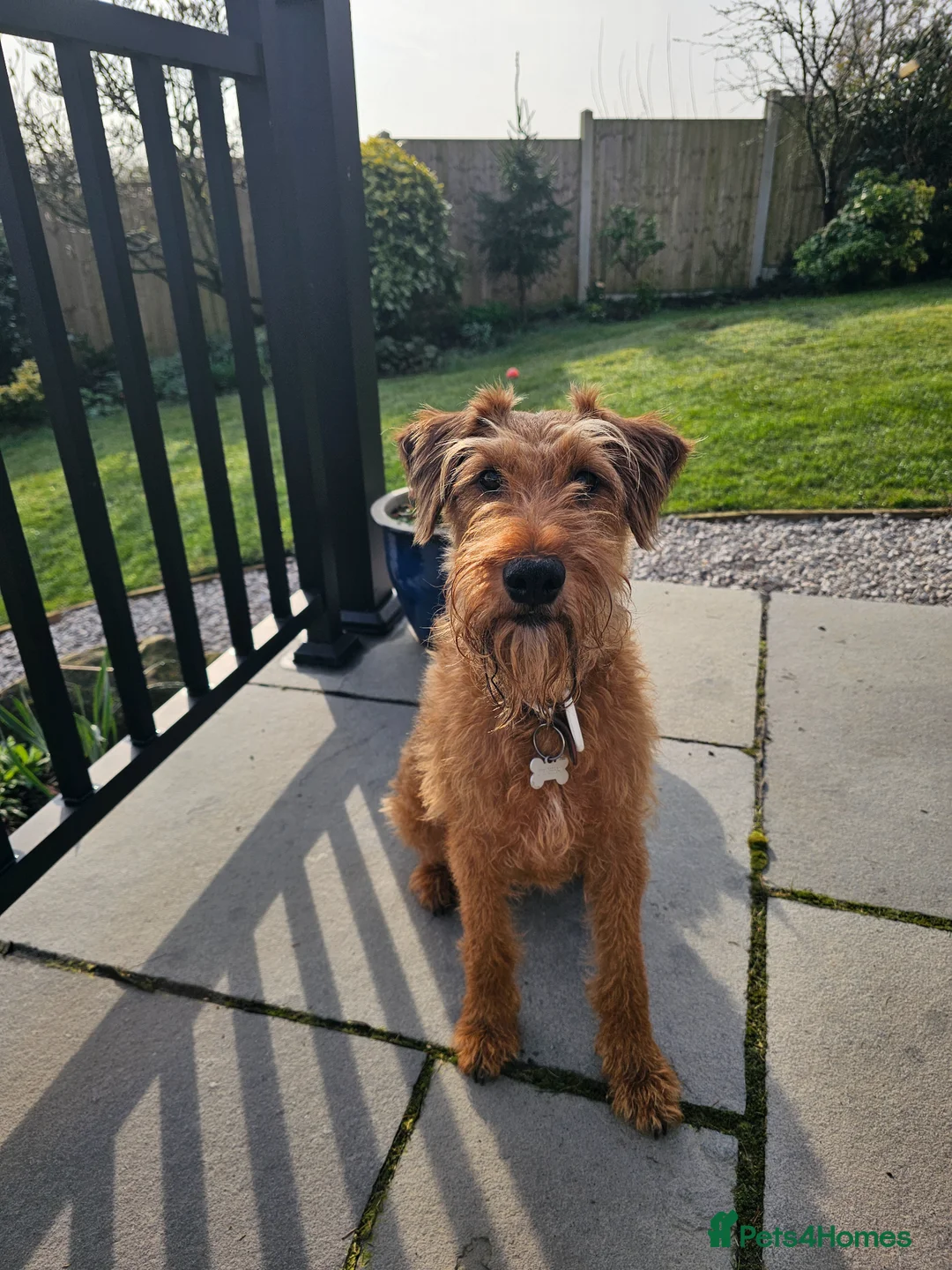 Irish Terrier dogs for sale: Irish Terrier - Advert 8
