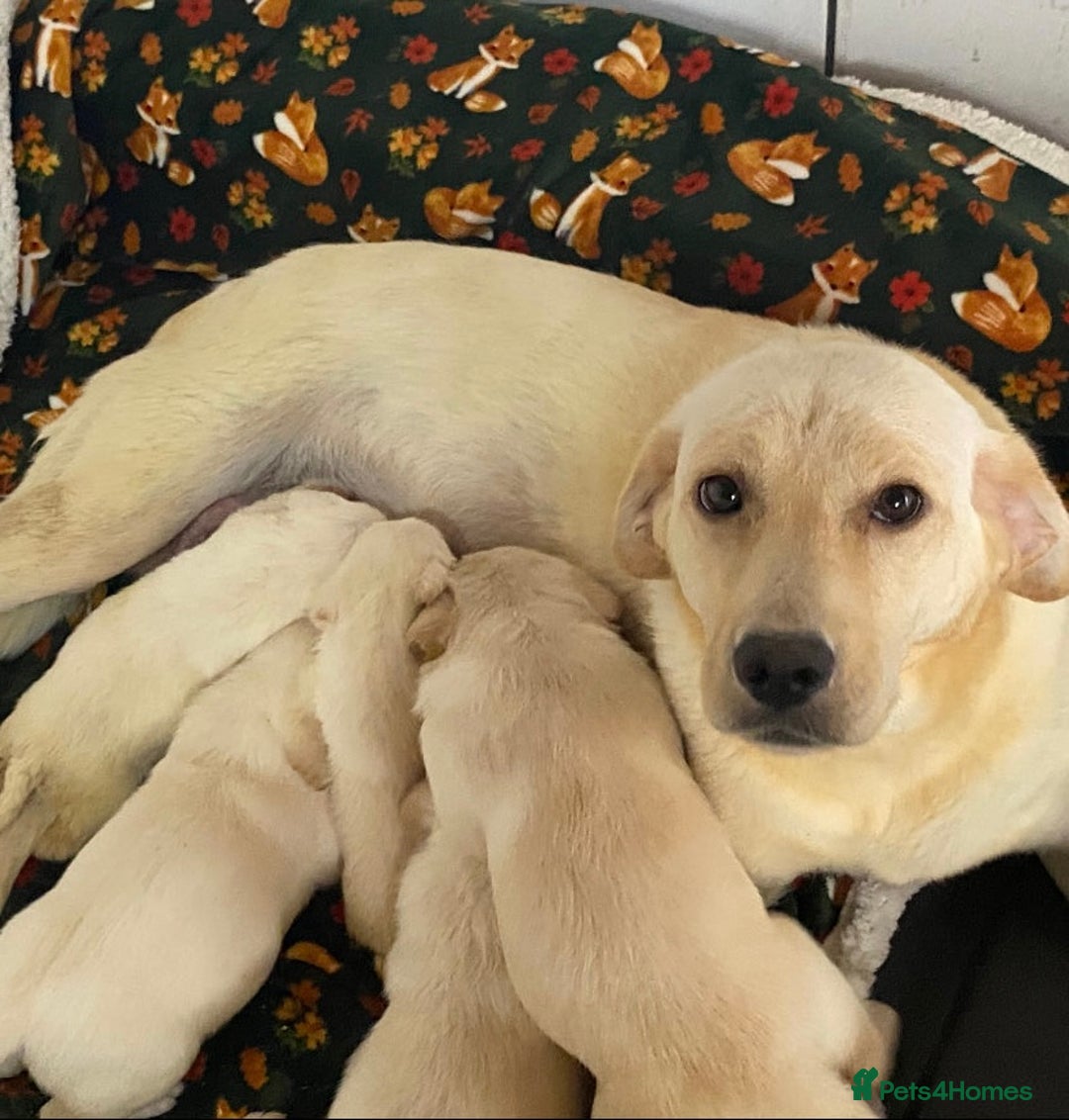 Labrador Retriever dogs for sale: Chunky Labradors  - Image 2