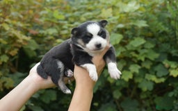 Pomsky dogs for sale: Merle Genuine Toy Size  Pomsky Puppies - Image 22