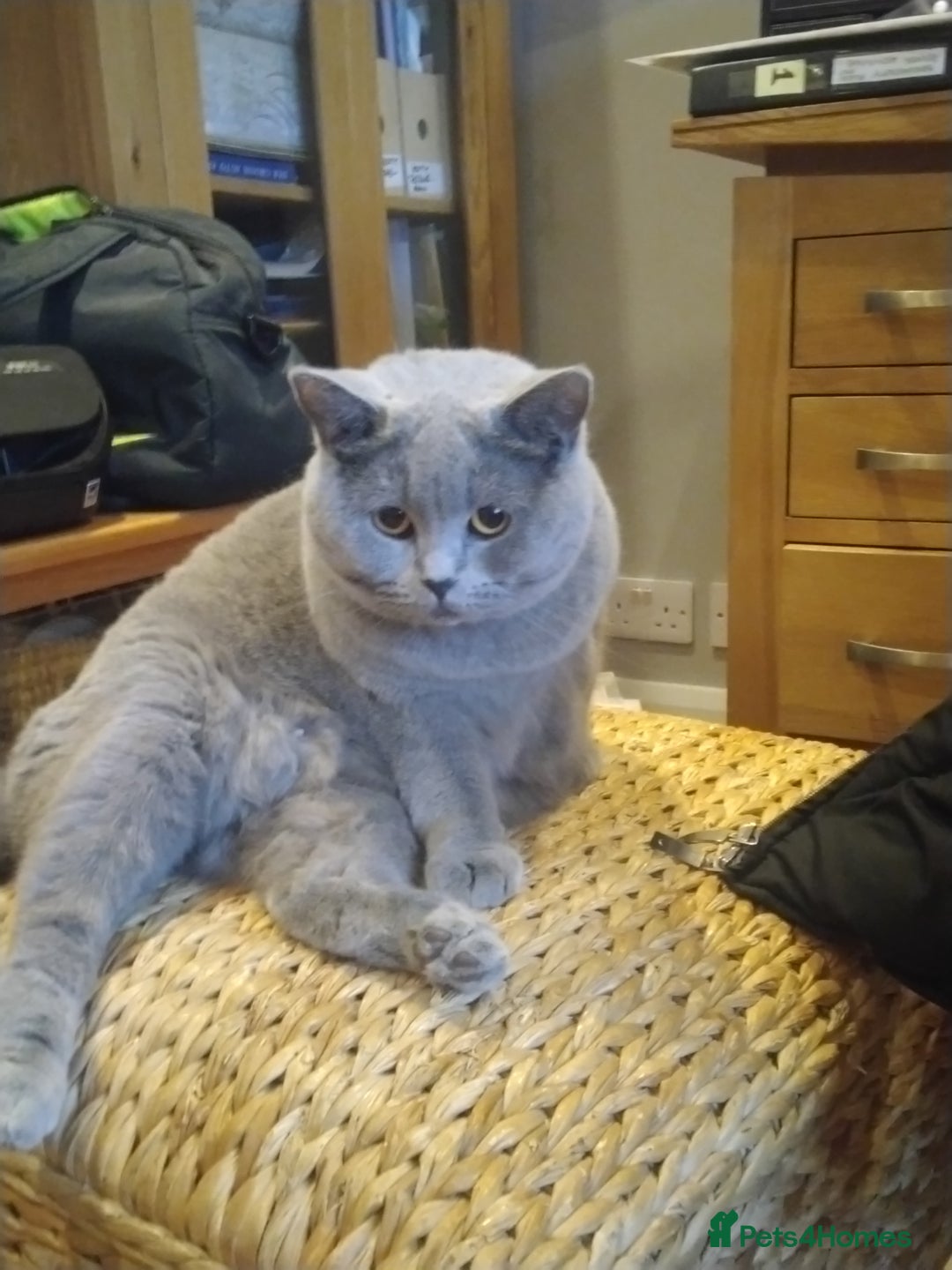 British Shorthair cats for sale: Blue British shorthairs kittens with GCCFpedigree - Advert 11