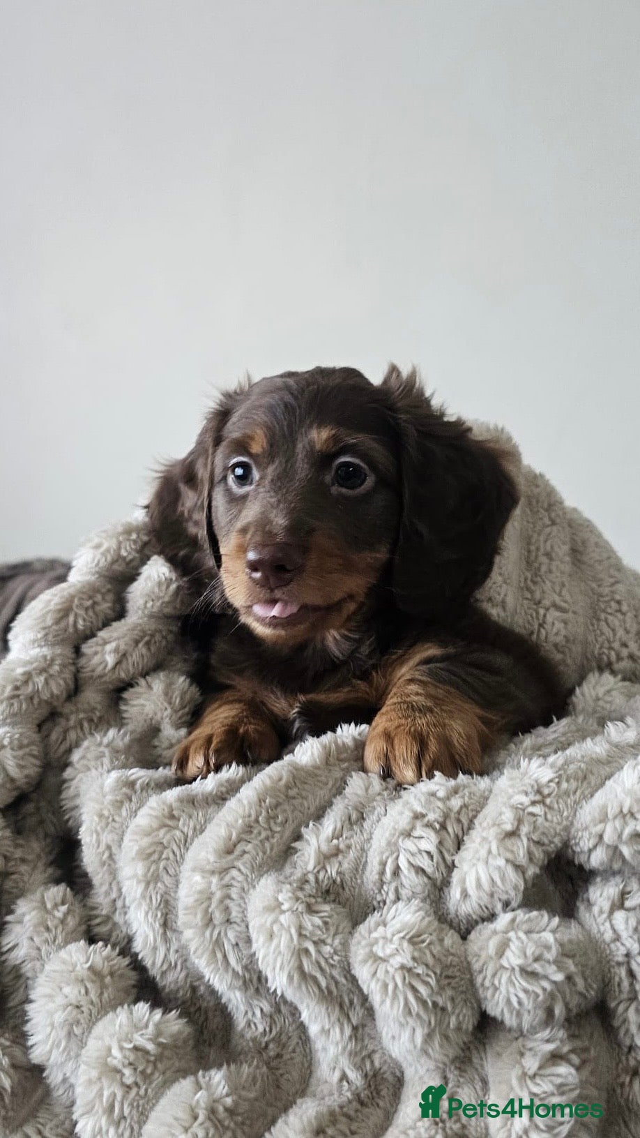 Miniature Dachshund dogs 1 female miniature long haired dachshund PRA clear - Advert 1
