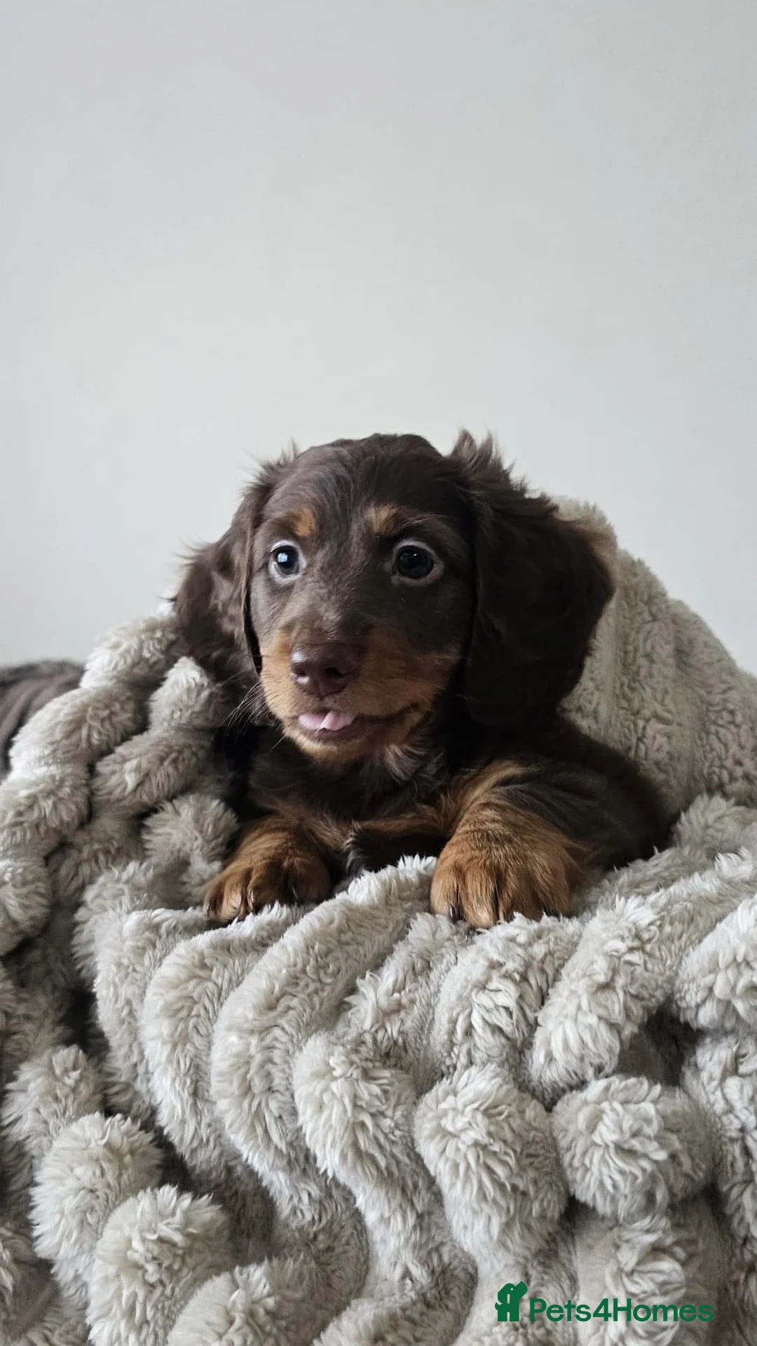 Miniature Dachshund dogs for sale: 1 female miniature long haired dachshund PRA clear - Advert 1