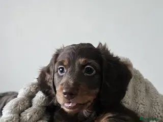 Miniature Dachshund dogs 1 female miniature long haired dachshund PRA clear - Advert 1