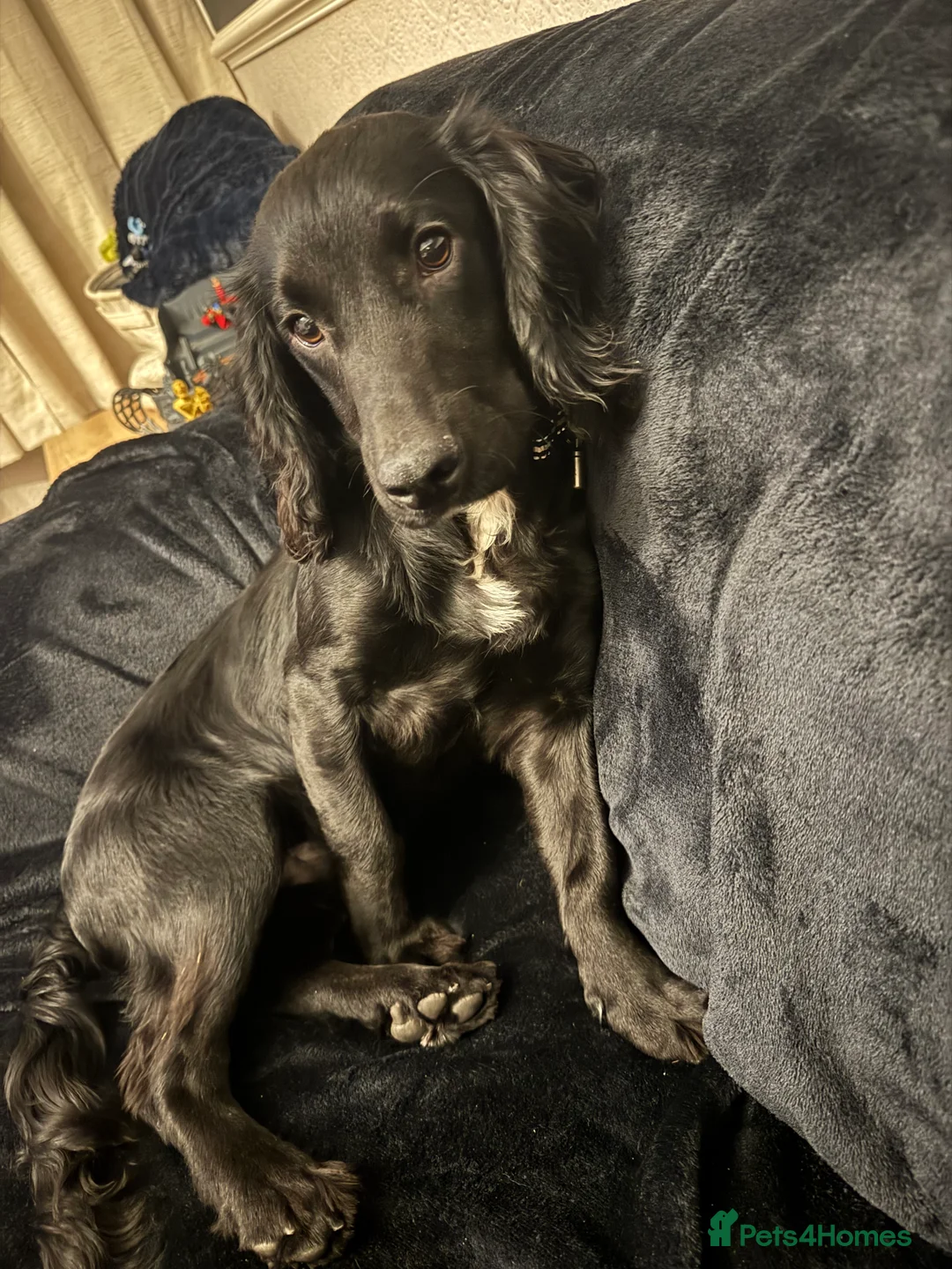 Cocker Spaniel dogs for sale: Gorgeous 8 month old cocker spaniel boy  - Advert 3