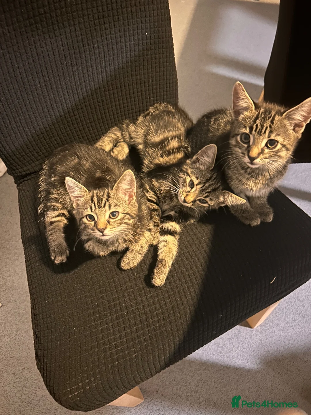 Mixed Breed cats for sale: Kittens  - Advert 2