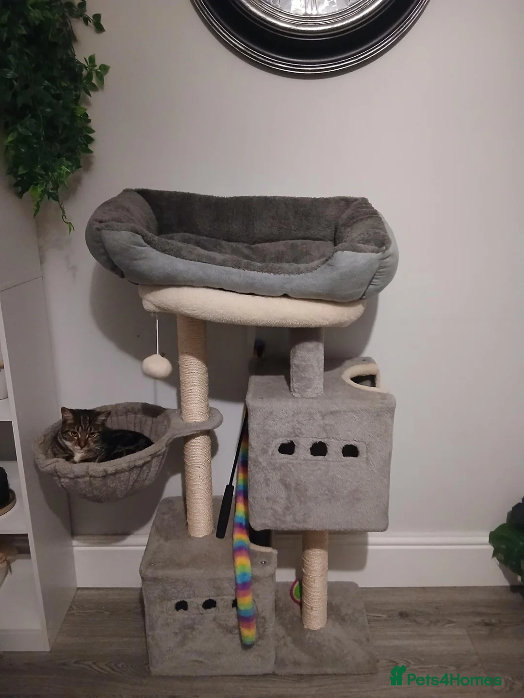 British Shorthair cats for sale: British short haired  - Advert 4