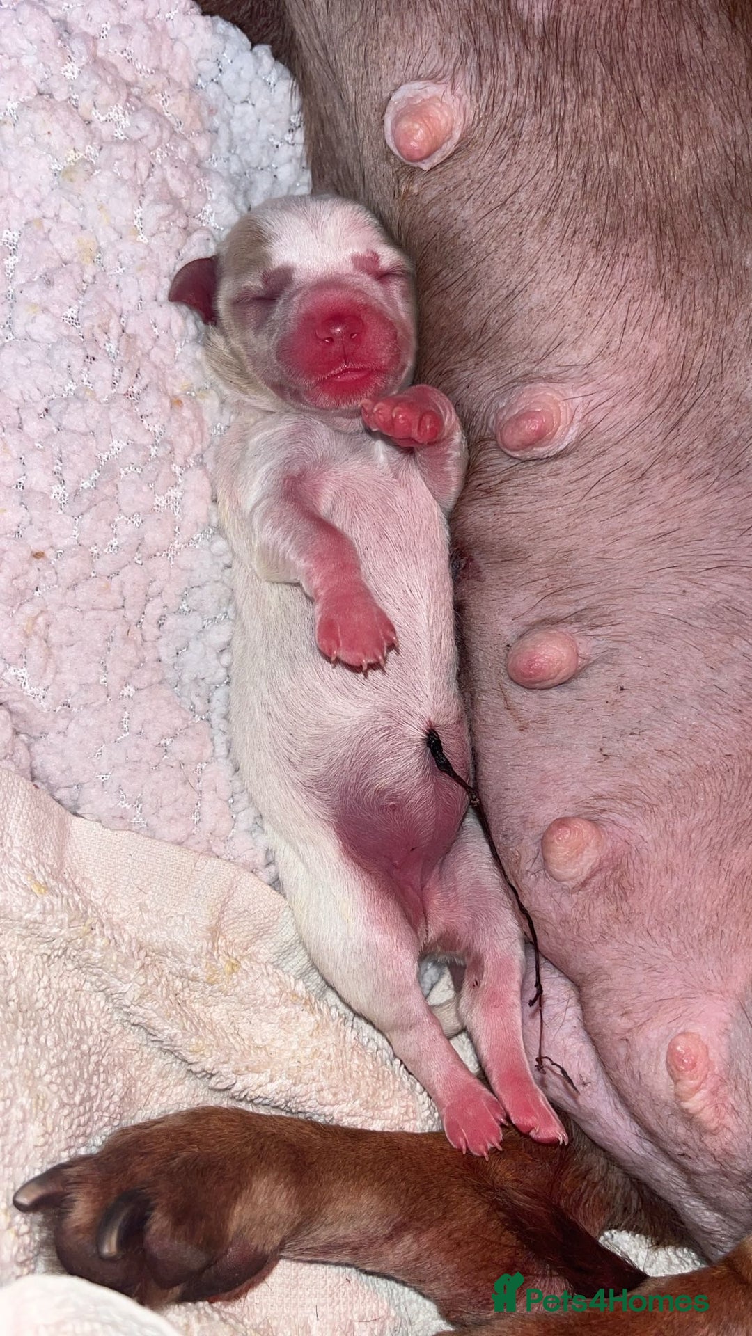 Mixed Breed dogs for sale: Adorable Dameranian puppy’s  - Advert 7