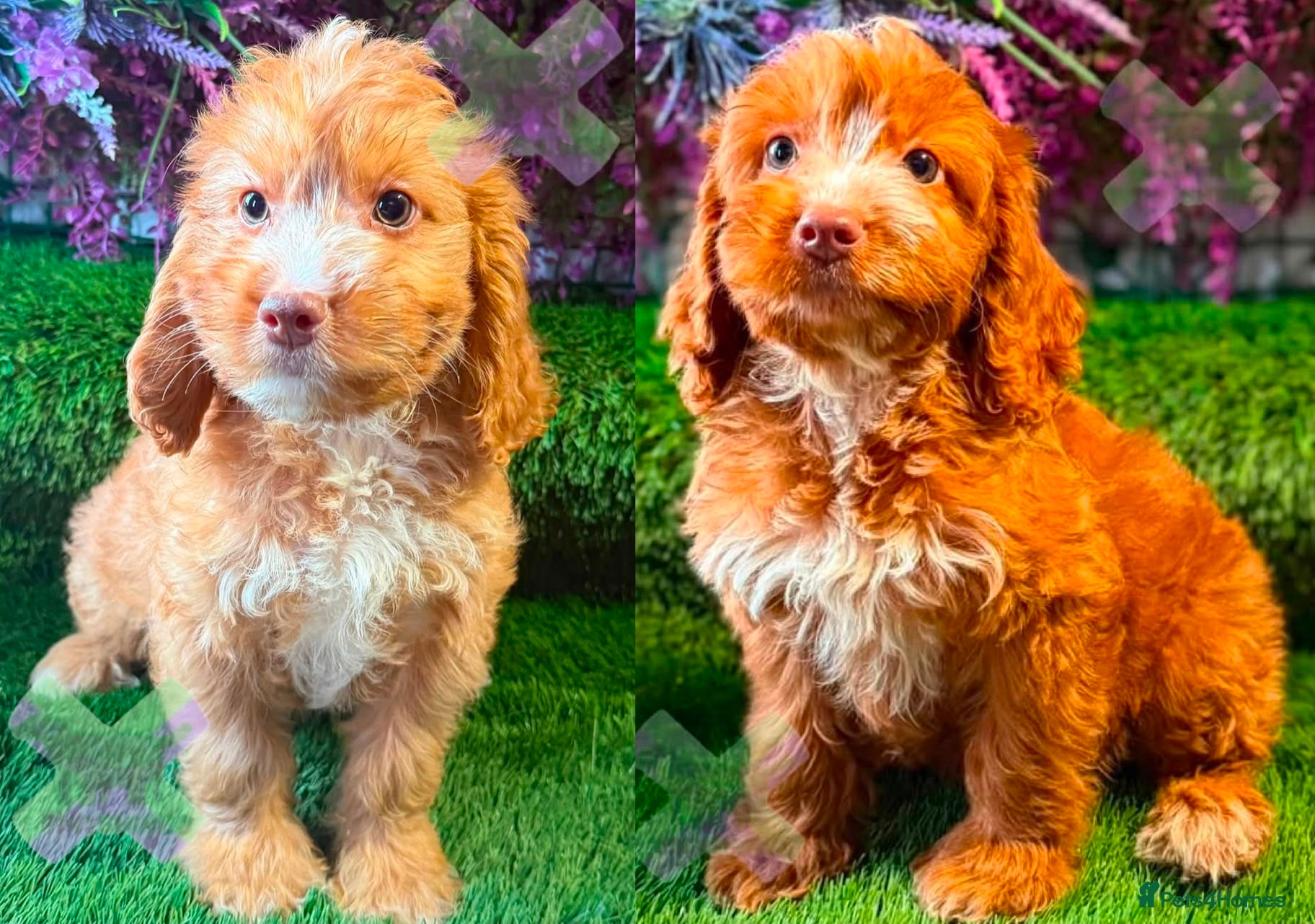 Cockapoo dogs F1 Apricots and fox reds mini cockapoos 30 dna clr - Advert 1