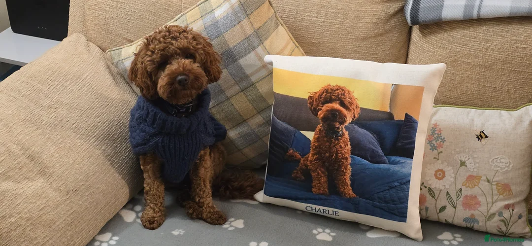 Cockapoo dogs for sale: Male toy cockapoo - Advert 2