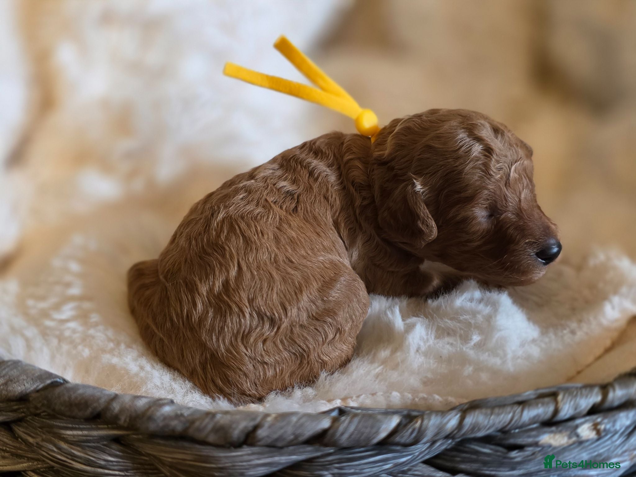 Cavapoo dogs F1 Toy cavapoos  - Advert 10