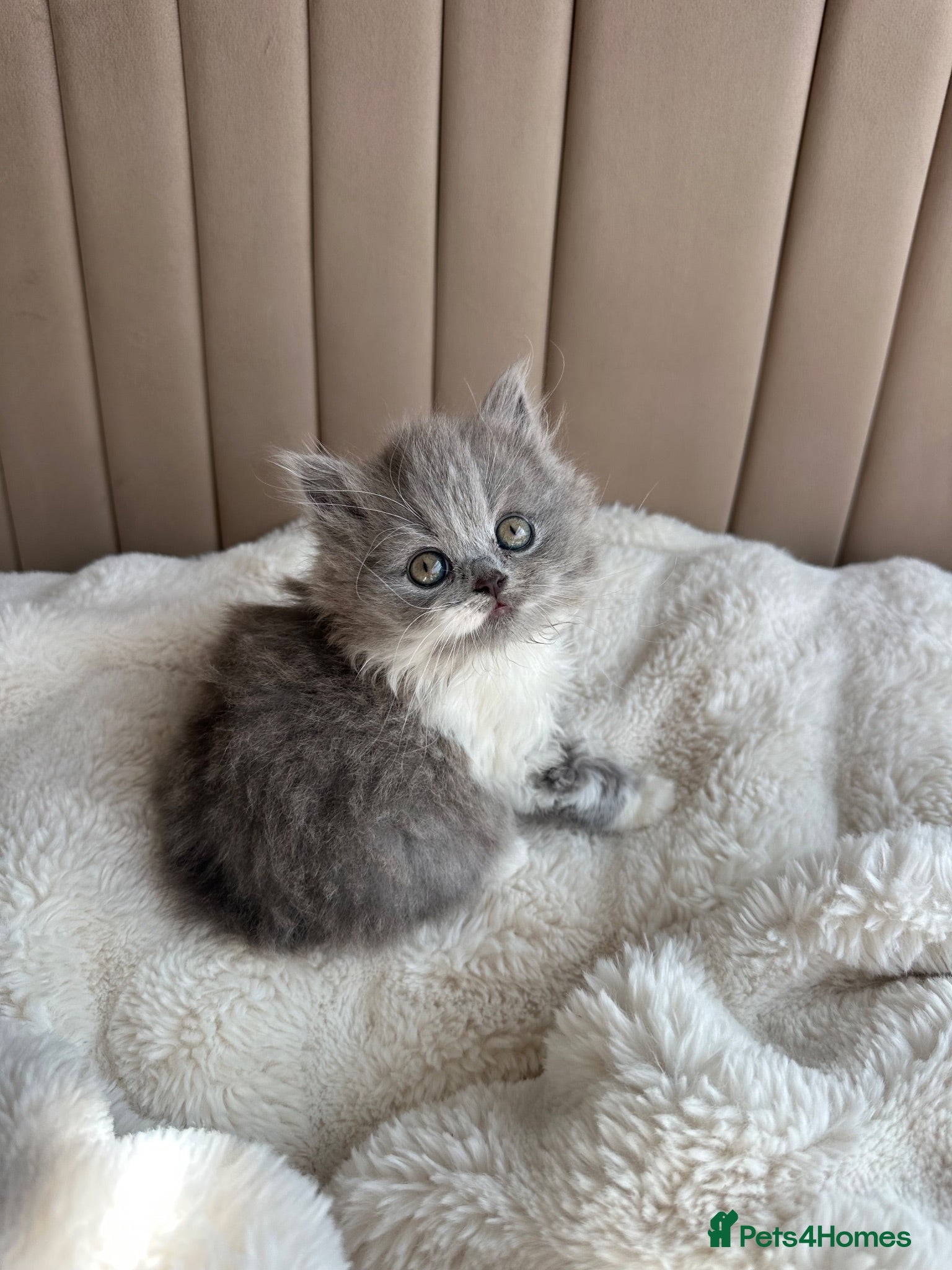 British Shorthair cats British Short Hair kittens GCCF REG - Advert 2