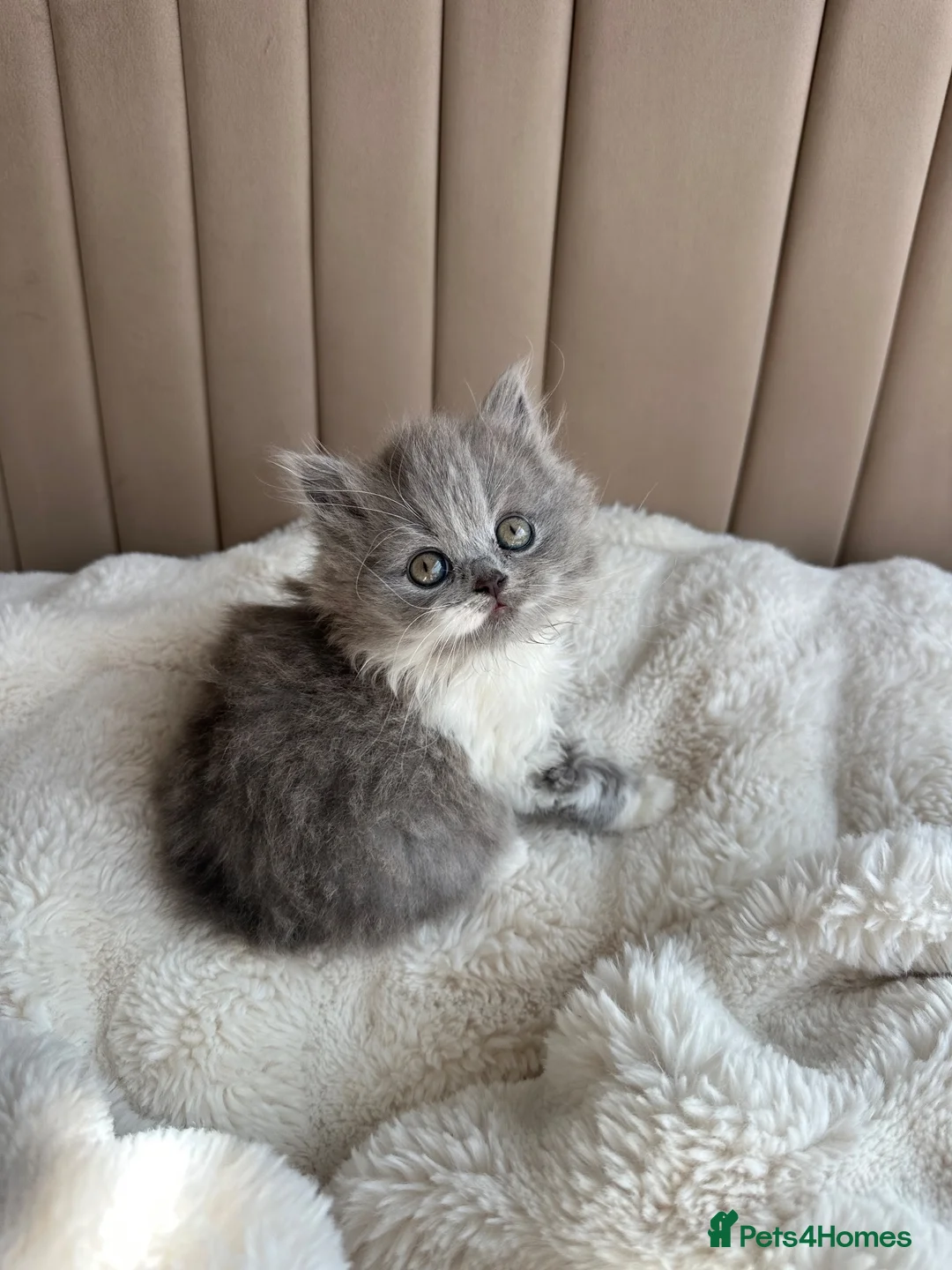 British Shorthair cats for sale: British Short Hair kittens GCCF REG - Advert 2