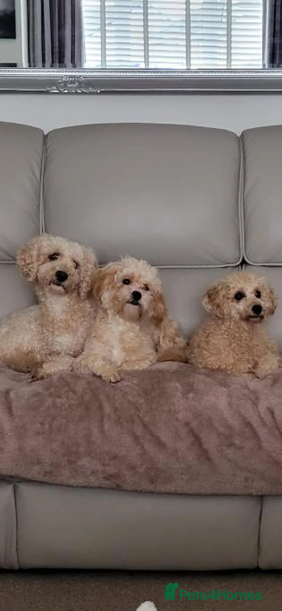 Cavapoo dogs for sale: Beautiful little Cavapoo boy. - Advert 2