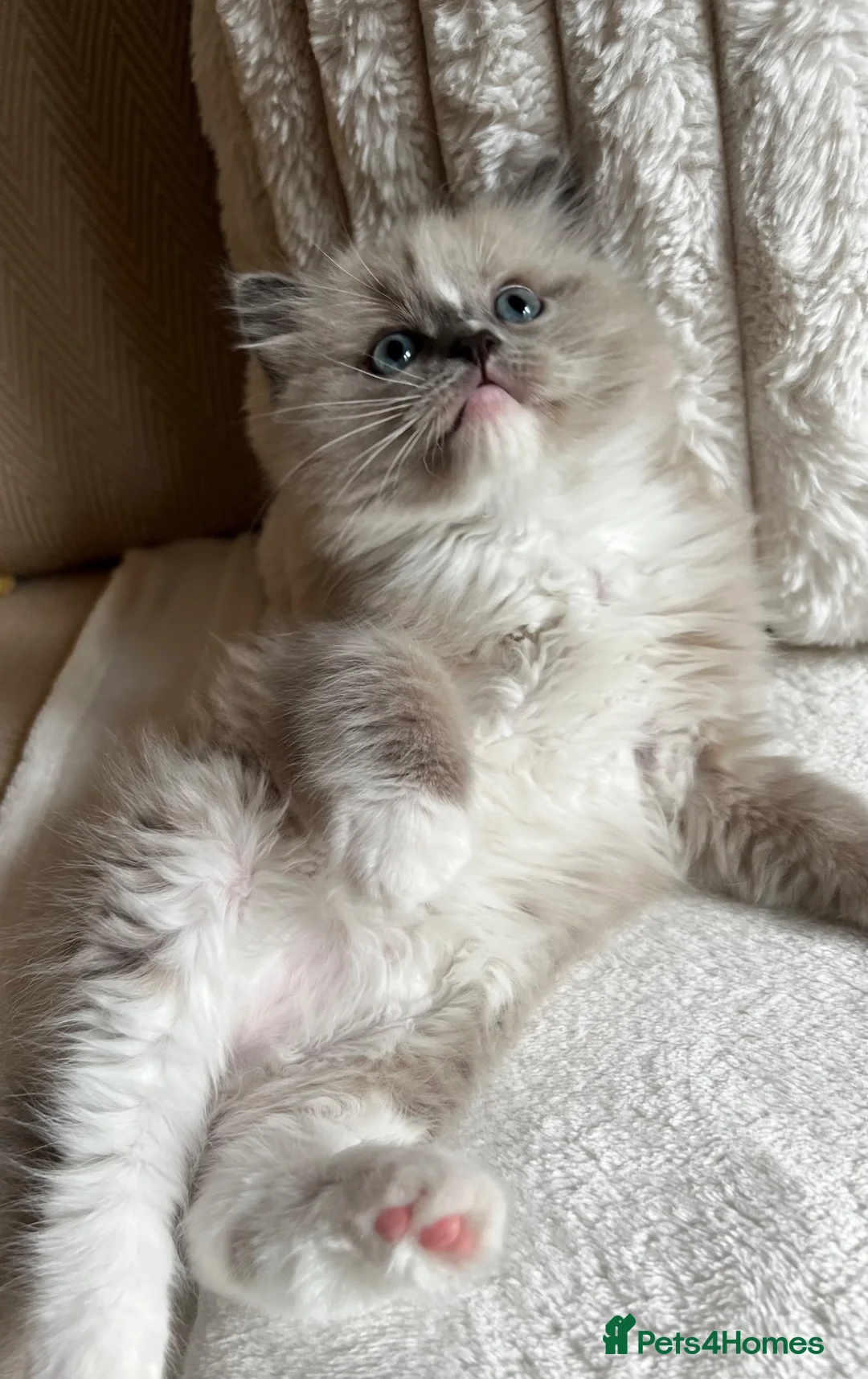 Ragdoll cats for sale: TICA REGISTERED KITTEN  - Advert 2