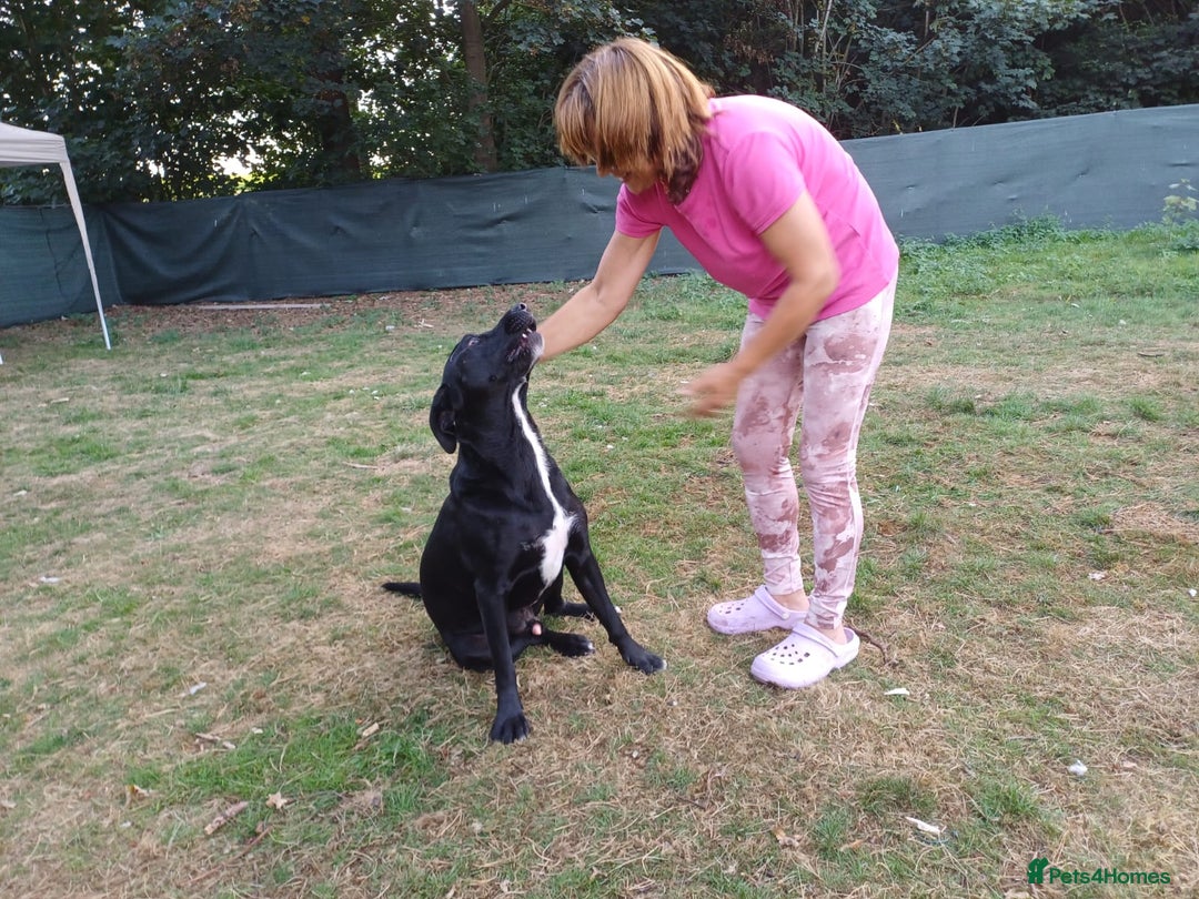 Mixed Breed dogs for adoption: SHEAMUS-a sensitive Soul for the right Human Match - Advert 2