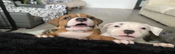 Mixed Breed dogs for sale: 2 boys & 3 girls Ready to go🏡💕 - Advert 15